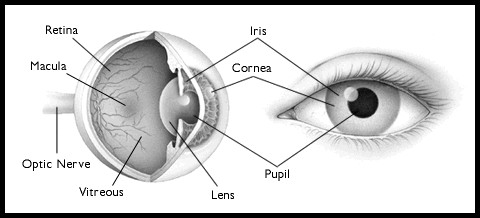 אנטומיה בסיסית של העין